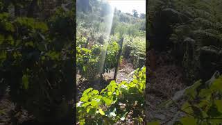 Landscape View in the Ribeira Sacra 3 [upl. by Aniluap]