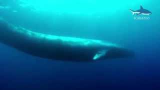 Amazing Blue Whale  the Biggest Whale in the World [upl. by Hearn]