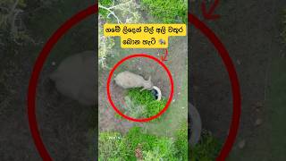 ගමේ ලිදෙන් වල් අලි වතුර බොන හැටී😳shortvideo shorts elephant attack tiktok news trending 1m [upl. by Jonati]