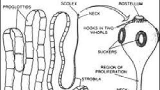 Diagnosis treatment and control of Taenia solium cysticercosis [upl. by Cahn]