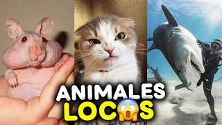 SHORTS DE ANIMALES VIRALES 😲 La Mejor Recopilación [upl. by Camarata]