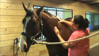 Bellas Morning Equine Massage [upl. by Nnyleve205]