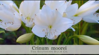 Crinum moorei [upl. by Dorothee]