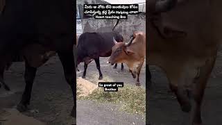 Animals Need Love help 😢 shortvideo shorts short music viralvideo helping animallover [upl. by Tareyn]