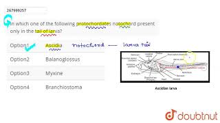 In which one of the following protochordates notochord present only in the tail of larva  CLAS [upl. by Derwin]