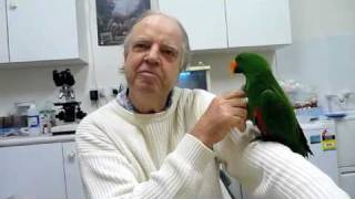 Behavioural Problem in Eclectus Parrot with Randy Bird Syndrome 1 220710 [upl. by Enelhtak]