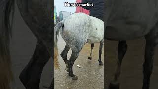 horse equestrain horsemarket horseing рекомендации [upl. by Darbie]