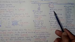 Lysosomes Structure And Functions  Federal And KPK Board  Ali Academy [upl. by Arolf]