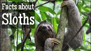 Sloth Facts for Kids  Classroom Learning Video [upl. by Stu]