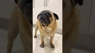 Your not my mother ❤️ dog pug cute [upl. by Annairda301]