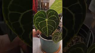 my first anthurium is sizing up green plantamateur houseplant clarinervium anthurium [upl. by Yllas]