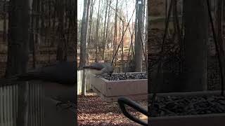 Nuthatches Chickadee and Titmouse Snack at the Feeder [upl. by Trocki]