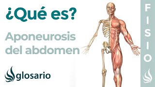 APONEUROSIS del ABDOMEN  Qué es planos ubicación y función [upl. by Sandi682]