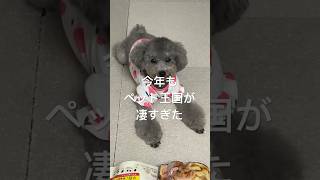 【衝撃】可愛い犬がペット王国で爆買いwww🐶【購入品・戦利品紹介】 shorts dog pets [upl. by Dennis]