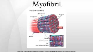 Myofibril [upl. by Pamela]