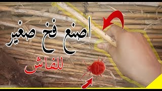 أفضل مجثم للطيور  اصنع فخ للفاش  أسرع فيديوا في القناة how to Cure Mite and Lice on Pet Birds [upl. by Jarita]