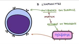 Understanding the Cells of the Immune System [upl. by Tahmosh]