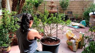 How To Espilare a Fruit Tree  DIY Trellis Under 2000 [upl. by Uolymme]