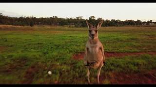 Kangaroo attacks drone [upl. by Kentiggerma773]