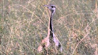 Amazing call of the Blackbellied Bustard [upl. by Geof143]