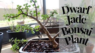 Easy “How To” Dwarf JADE Bonsai Tree 🌲  A girl with a garden [upl. by Flossy449]