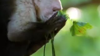 Monkey Insect Repellent  The Life of Mammals  BBC Earth [upl. by Salomo]