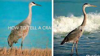 How To Tell A Crane From A Heron [upl. by Jinny821]