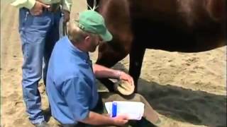 3M Veterinaria abscesos pezuña  Parte 2  3M veterinária abcessos casco Parte 2 [upl. by Asilet]