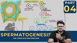 Mastering SPERMATOGENESIS  Human Reproduction  CLASS 04 [upl. by Ume]