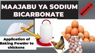 FAIDA 10 ZA BAKING SODA KWA KUKUApplication of Baking soda to broilers and laying hens [upl. by Field764]