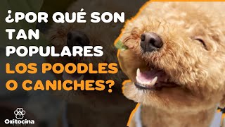 POODLE O CANICHE 9 COSAS que debes saber [upl. by Seth868]