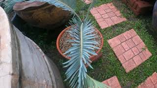 Encephalartos lanatus original from south africa [upl. by Jerrol]