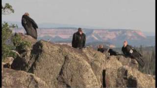 Flying giantsrare California condors return to Utah skies [upl. by Enaira621]