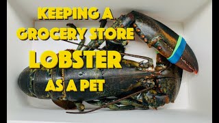 Keeping A Grocery Store Lobster As A Pet [upl. by Nesline]