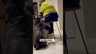 Living with a Corso… dog youtubeshorts canecorso shorts king [upl. by Towney]