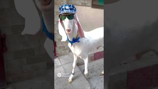 Goats funny videos ytshorts funny trending [upl. by Keare171]