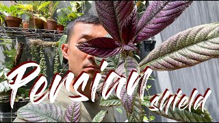 Persian shield Strobilanthes dyerianus care and propagation [upl. by Neraa]