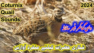 رات کیلئے بٹیر کی اچھی آواز۔ بٹیر کی آواز ۔ بٹیر کو پکڑنے والی آوازMaleQuail sounds [upl. by Hanleigh]