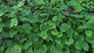 Nature Plant Centella Asiatica  Centella  Asiatic Pennywort  Indian Pennywort  Gotu Kola [upl. by Bergin]