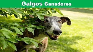 Galgos Ganadores [upl. by Pember863]