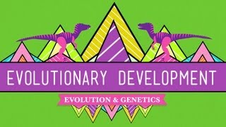 Evolutionary Development Chicken Teeth  Crash Course Biology 17 [upl. by Amieva]