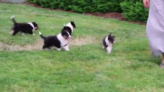 Shetland Sheepdog Puppies For Sale [upl. by Idona]