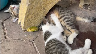 How cute 🥰 kitten drink milk while Mother Cat Is Sleeping 😴 [upl. by Sirromaj]