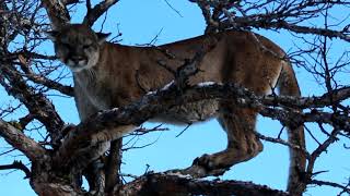 Mountain Lion arrowed in Wyoming by Jaco Swanepoel of Numzaan Safaris from Africa RAGE [upl. by Stouffer]