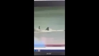 Footage of shark attack allegedly leaked from NSW Police desktop [upl. by Rossing549]