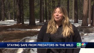 How to stay safe from mountain lion attacks in California backcountry [upl. by Aihtnic706]