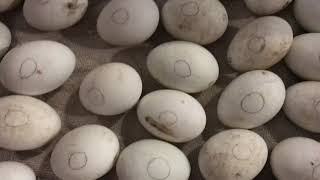 Candling Duck Eggs  3 weeks [upl. by Punke]