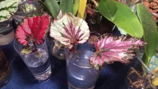 Rex Begonia  Propagation amp Water Culture [upl. by Mulvihill828]