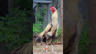 sandaseval videos  sandakoli valarppu  kattu seval shorts rooster aseel [upl. by Nicola]