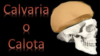 🦴 Calvaria o Calota  Cráneo y cara  Anatomía [upl. by Hsirrap]